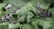 Casa delle Farfalle Ravenna - Butterfly House